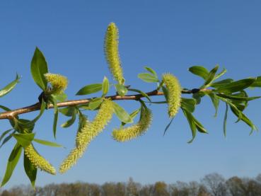 Triebspitze der Bruchweide mit Blüten