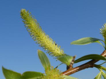 Salix fragilis, Blüte