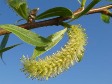 Blütenstand der Salix Fragilis