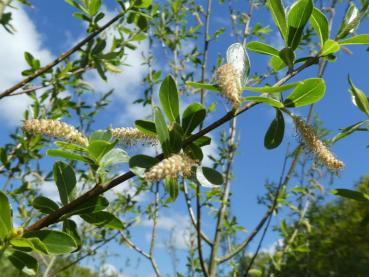 Godesbergweide, Salix rubens Godesberg, mit Blütenkätzchen