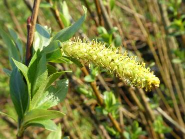 Salix triandra Black Hollander mit Blüte