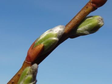 Salix waldsteiniana x appendiculata - Waldsteins-Gebirgsweide