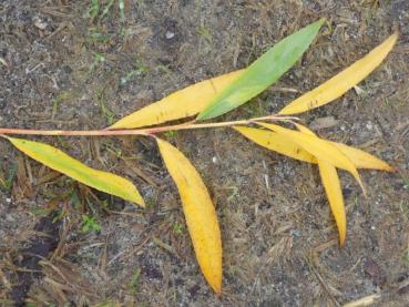 Salix alba Belders - Silverpil Belders