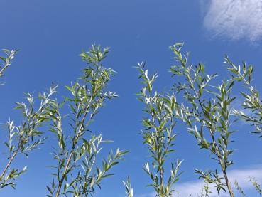 Salix alba Belders