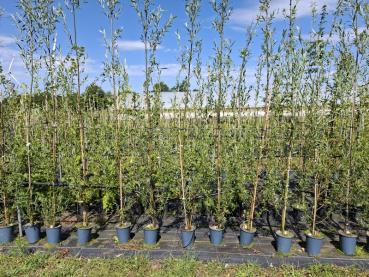 Salix alba Belders