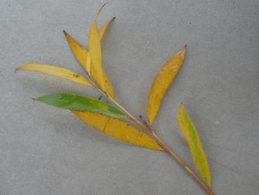 Preview: Silverpil Belders, Salix alba Belders