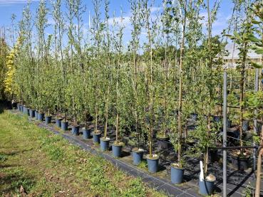 Salix alba Belders