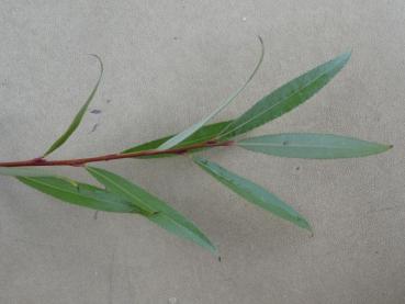 Preview: Silverpil Belders, Salix alba Belders