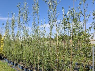 Salix alba Belders