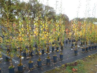 Preview: Silverpil Belders, Salix alba Belders