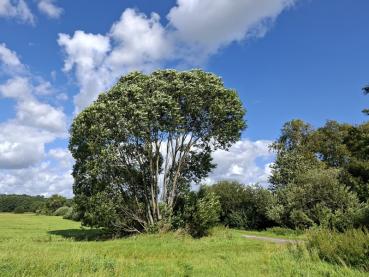 Ausgewachsene Lorbeerweide