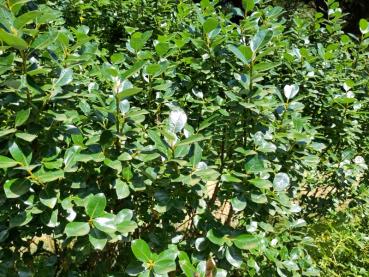 Glänzendes Laub der Teeblatt-Weide