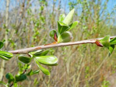 Godesbergweide im Frühjahr