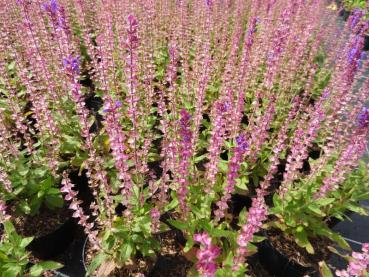 Salvia nemorosa Ostfriesland in ganzer Blütenpracht
