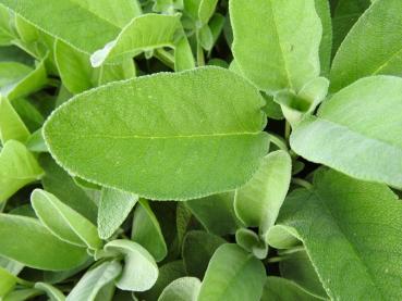 .Salvia officinalis Berggarten - Salbei Berggarten