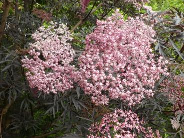 Sambucus nigra Black Lace®