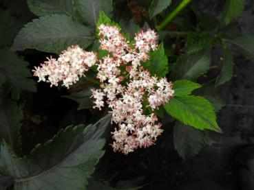 Rotblättriger Säulenholunder Black Tower® - Sambucus nigra Black Tower®