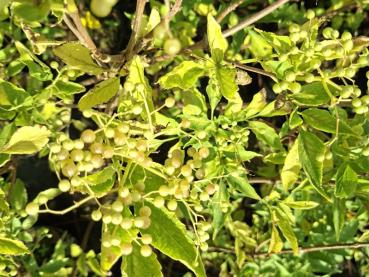Gelbgrüne Beeren des Holunders Viridis