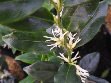 Sarcococca confusa - Fleischbeere, Wellblättrige