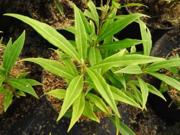 Sarcococca salicifolia - Weidenblättrige Fleischbeere