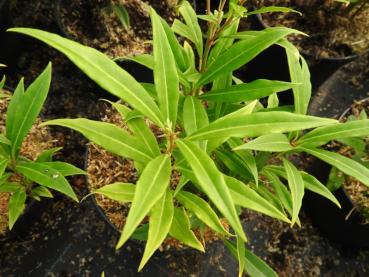 Sarcococca salicifolia