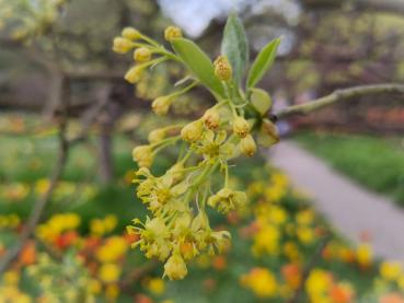 Gelbblühender Baum: der Sassafras albidum