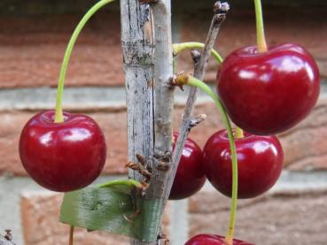 Knallrote Fruchtfarbe der Sauerkirsche Safir
