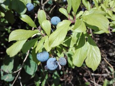 Leckere blaue Beeren der Schlehe