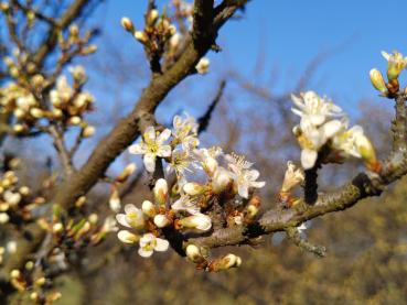 Weiße Blüten der Schlehe im März