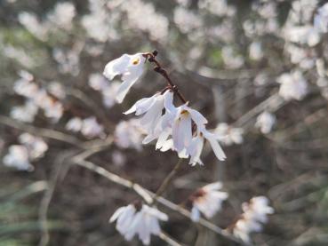 Vinterbuske, Abeliophyllum distichum