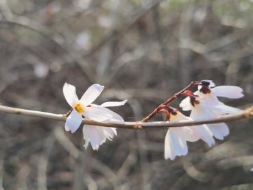 Vinterbuske, Abeliophyllum distichum