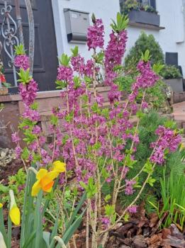 Blühender Seidelbast im März, Kundenfoto