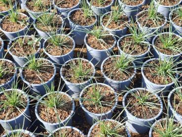 Preview: .Sesleria caerulea - Moor-Blaugras