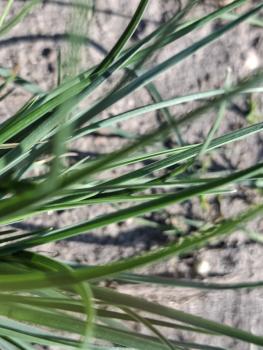 Preview: .Sesleria caerulea - Moor-Blaugras
