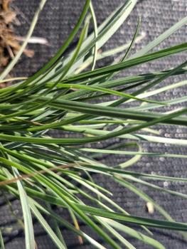 Preview: .Sesleria caerulea - Moor-Blaugras