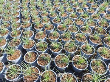 Atlantisk älväxing, Sesleria caerulea