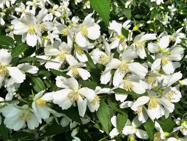 Philadelphus Silberregen - Gartenjasmin Silberregen