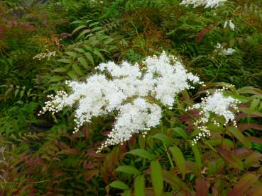 Sorbaria arborea