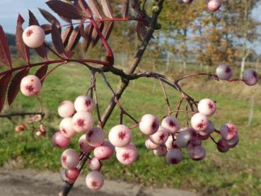 Sorbus arnoldiana Kirsten Pink