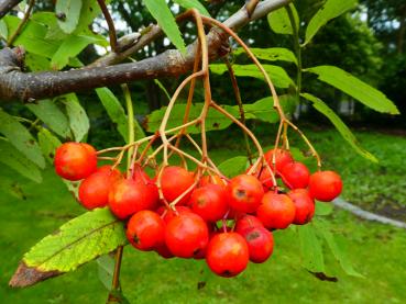 Sorbus aucuparia Sorbinka - Eberesche Sorbinka