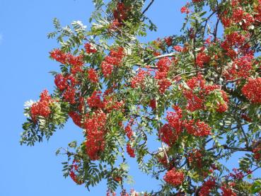 Reichfruchtende Sorbus aucuparia