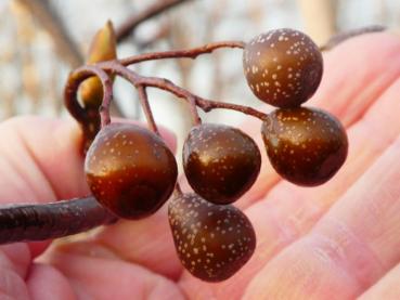 Früchte der Sorbus caloneura