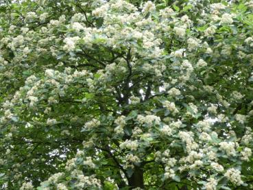 Prächtige Blüte der Nordischen Mehlbeere, Sorbus intermedia