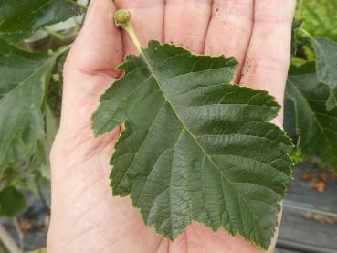 Rundblättrige Mehlbeere Kleiner Hörselberg - Sorbus rotundifolia Kleiner Hörselberg