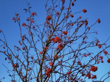 Die Vogelbeere im Winter