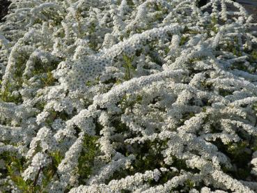 Spiraea Grefsheim, Frühe Brautspiere, üppige Blüte