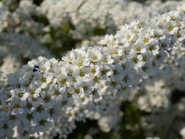 Trieb dicht mit Blüten besetzt, Spiraea Grefsheim, Frühe Brautspiere