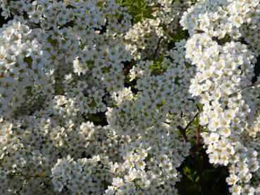 Blütenmeer der Spiraea cinerea Grefsheim, Frühe Brautspiere