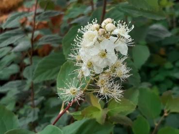 Spiraea chamaedryfolia, kvastspirea, Spiraea flexuosa