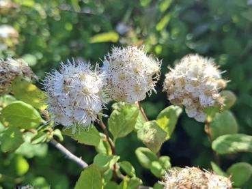 Spiraea chamaedryfolia, kvastspirea, Spiraea flexuosa